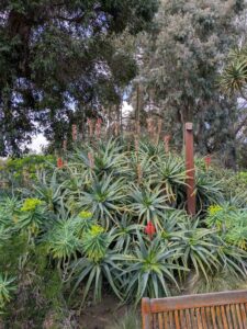 image from Ruth Bancroft Garden in Walnut Creek - April 2024