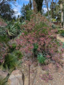 image from Ruth Bancroft Garden in Walnut Creek - April 2024