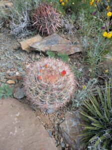 image from Ruth Bancroft Garden in Walnut Creek - April 2024