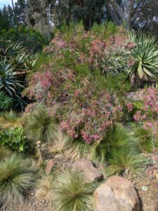 image from Ruth Bancroft Garden in Walnut Creek - April 2024