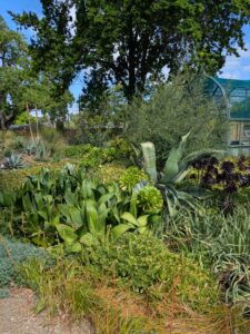 image from Ruth Bancroft Garden in Walnut Creek - April 2024