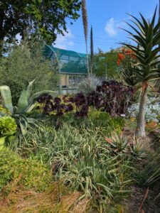 image from Ruth Bancroft Garden in Walnut Creek - April 2024