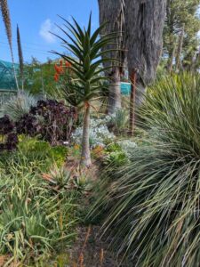 image from Ruth Bancroft Garden in Walnut Creek - April 2024
