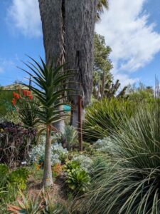 image from Ruth Bancroft Garden in Walnut Creek - April 2024