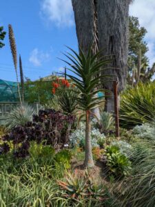 image from Ruth Bancroft Garden in Walnut Creek - April 2024