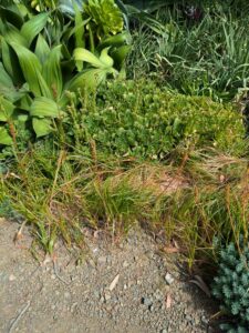 image from Ruth Bancroft Garden in Walnut Creek - April 2024
