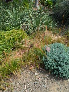 image from Ruth Bancroft Garden in Walnut Creek - April 2024