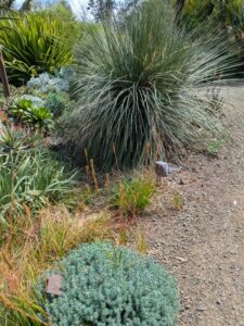 image from Ruth Bancroft Garden in Walnut Creek - April 2024