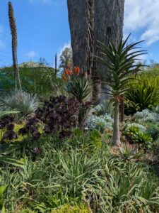 image from Ruth Bancroft Garden in Walnut Creek - April 2024