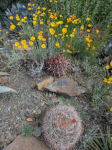 image from Ruth Bancroft Garden in Walnut Creek - April 2024