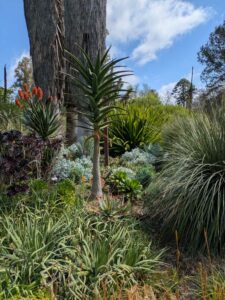 image from Ruth Bancroft Garden in Walnut Creek - April 2024