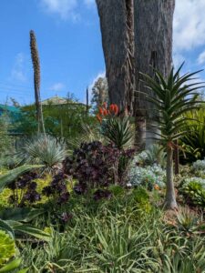 image from Ruth Bancroft Garden in Walnut Creek - April 2024