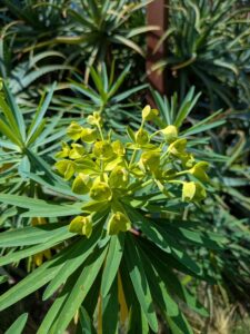 image from Ruth Bancroft Garden in Walnut Creek - April 2024