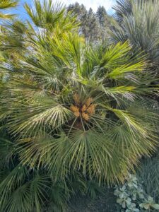 image from Ruth Bancroft Garden in Walnut Creek - April 2024