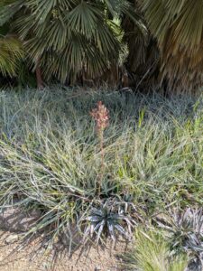 image from Ruth Bancroft Garden in Walnut Creek - April 2024