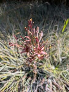 image from Ruth Bancroft Garden in Walnut Creek - April 2024
