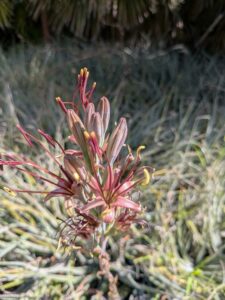 image from Ruth Bancroft Garden in Walnut Creek - April 2024