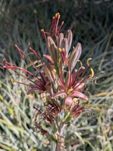image from Ruth Bancroft Garden in Walnut Creek - April 2024