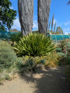 image from Ruth Bancroft Garden in Walnut Creek - April 2024