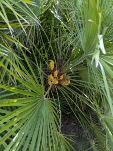 image from Ruth Bancroft Garden in Walnut Creek - April 2024