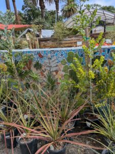 image from Ruth Bancroft Garden in Walnut Creek - April 2024