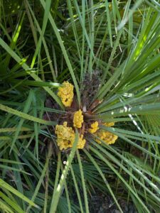 image from Ruth Bancroft Garden in Walnut Creek - April 2024