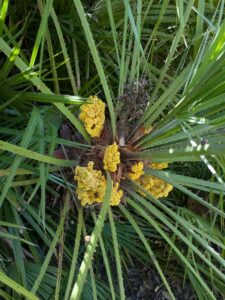 image from Ruth Bancroft Garden in Walnut Creek - April 2024