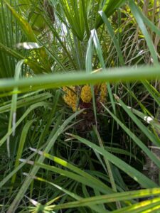 image from Ruth Bancroft Garden in Walnut Creek - April 2024
