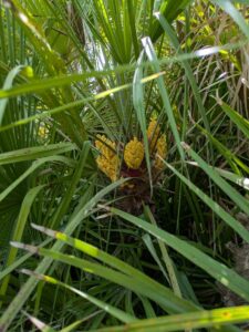 image from Ruth Bancroft Garden in Walnut Creek - April 2024