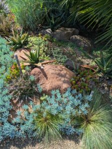 image from Ruth Bancroft Garden in Walnut Creek - April 2024