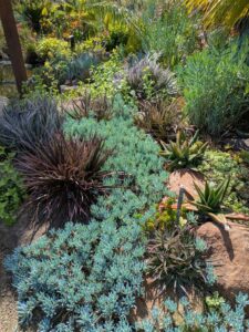 image from Ruth Bancroft Garden in Walnut Creek - April 2024