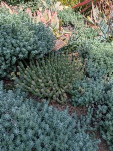 image from Ruth Bancroft Garden in Walnut Creek - April 2024