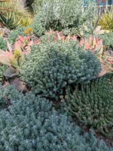 image from Ruth Bancroft Garden in Walnut Creek - April 2024