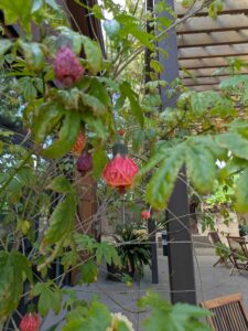 image from Ruth Bancroft Garden in Walnut Creek - April 2024