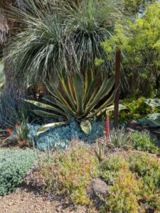 image from Ruth Bancroft Garden in Walnut Creek - April 2024