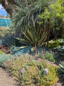 image from Ruth Bancroft Garden in Walnut Creek - April 2024