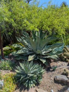image from Ruth Bancroft Garden in Walnut Creek - April 2024