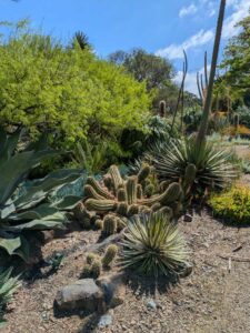 image from Ruth Bancroft Garden in Walnut Creek - April 2024