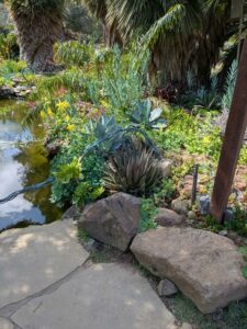 image from Ruth Bancroft Garden in Walnut Creek - April 2024