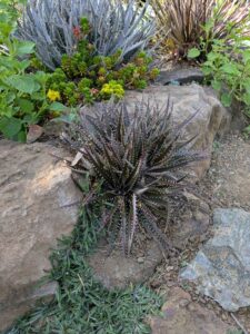 image from Ruth Bancroft Garden in Walnut Creek - April 2024