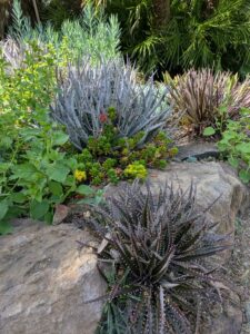 image from Ruth Bancroft Garden in Walnut Creek - April 2024