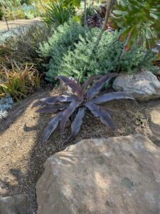 image from Ruth Bancroft Garden in Walnut Creek - April 2024