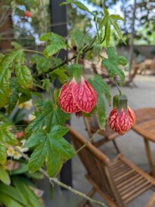 image from Ruth Bancroft Garden in Walnut Creek - April 2024