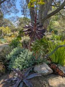 image from Ruth Bancroft Garden in Walnut Creek - April 2024