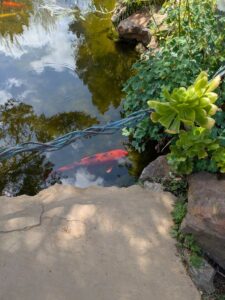 image from Ruth Bancroft Garden in Walnut Creek - April 2024
