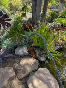 image from Ruth Bancroft Garden in Walnut Creek - April 2024