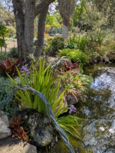 image from Ruth Bancroft Garden in Walnut Creek - April 2024