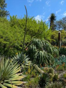 image from Ruth Bancroft Garden in Walnut Creek - April 2024