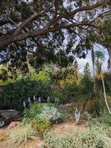 image from Ruth Bancroft Garden in Walnut Creek - April 2024