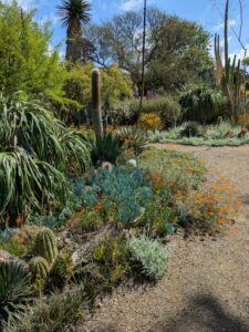 image from Ruth Bancroft Garden in Walnut Creek - April 2024